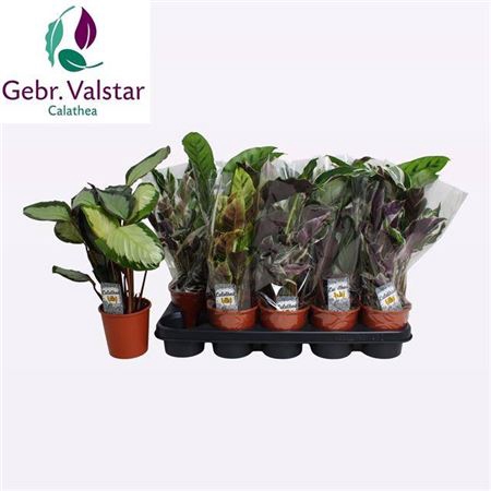<h4>Calathea gemengd 3 soorten</h4>