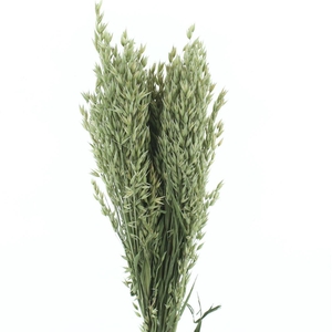 Dried Avena Natural Bs Nl
