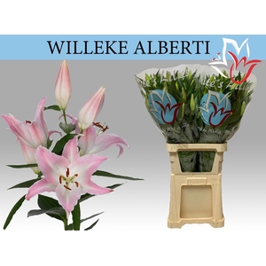 LI OR WILLEKE ALBERT