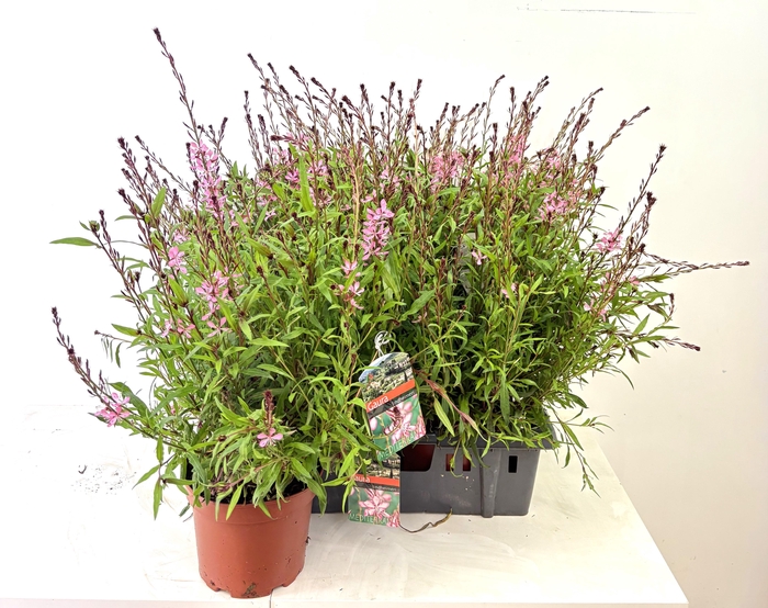 <h4>GAUR LI GAUDI ROSE</h4>