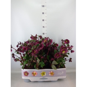 Helleborus  'Fkiss Annas Red'