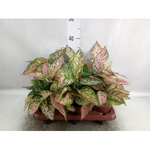 Aglaonema   ...