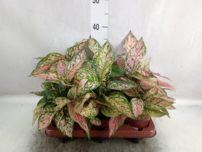 Aglaonema   ...