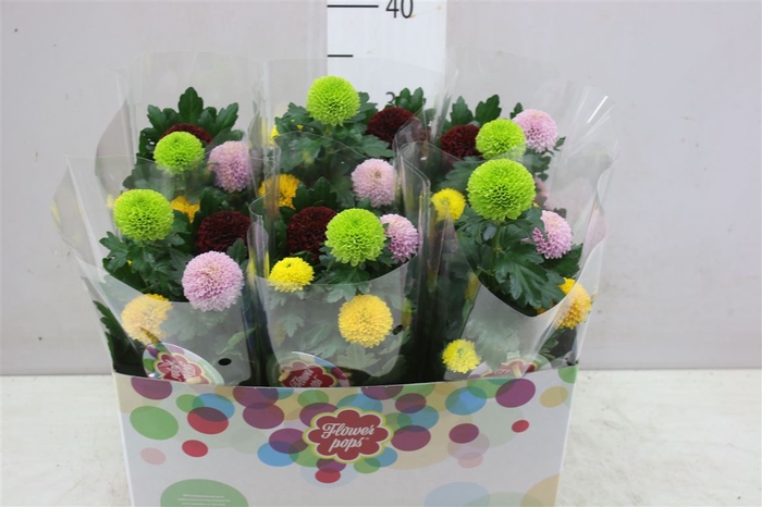 <h4>Chrysanth Abbey Carnaval</h4>