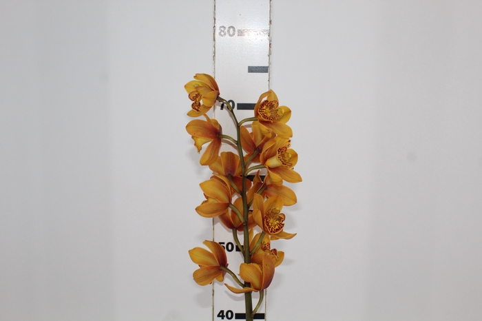 <h4>CYMBIDIUM LARANJA</h4>