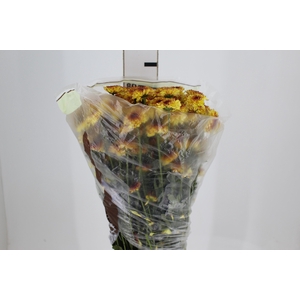 CRISANTEMO SANTINI ABBEY YELLOW 080 CM