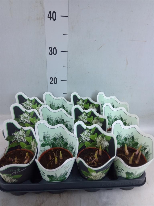 <h4>Convallaria majalis</h4>