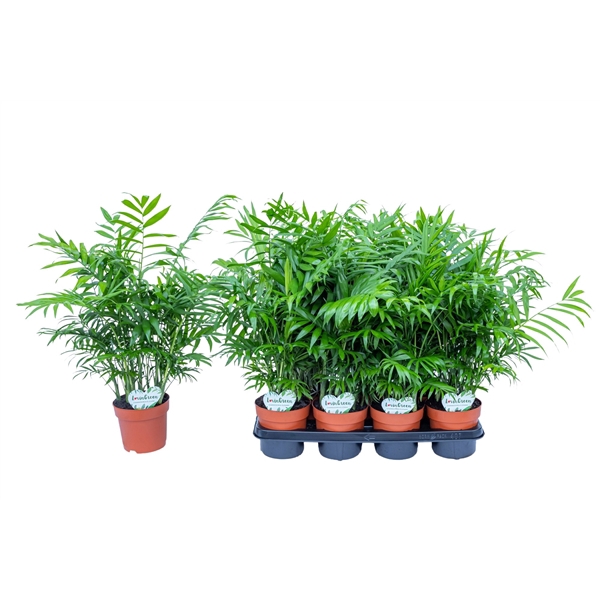 <h4>Chamaedorea Elegans</h4>