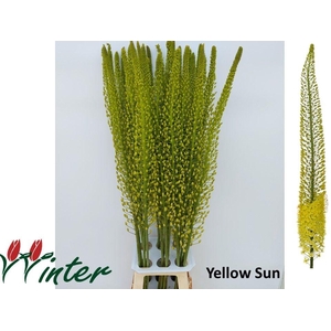 EREMURUS SH YELL SUN