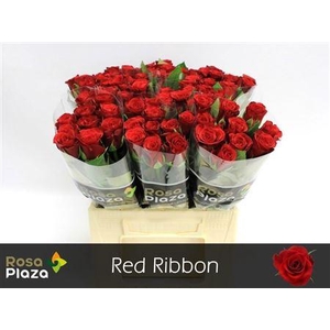 R Gr Red Ribbon