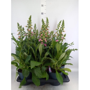 Digitalis  'Pink Panther'