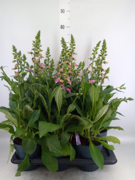 <h4>Digitalis  'Pink Panther'</h4>