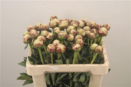 <h4>Paeo L Odile</h4>