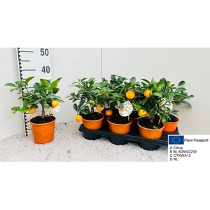 CITR MICROCARPA