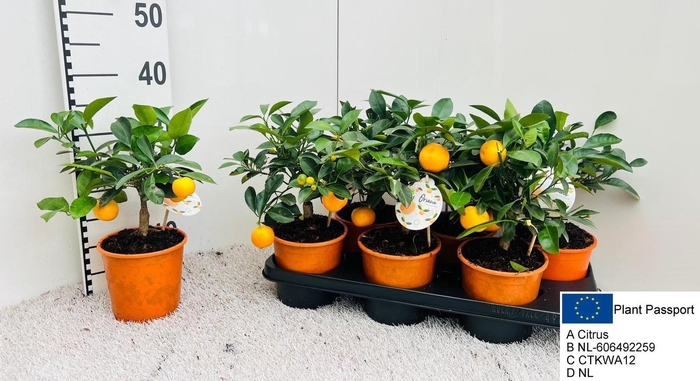 <h4>CITR MICROCARPA</h4>