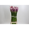 Zantedeschia Eydolls Purple White