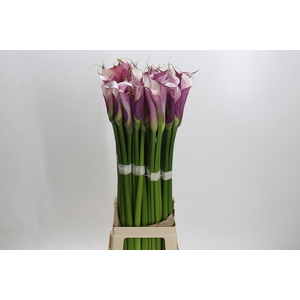 Zantedeschia Eydolls Purple White