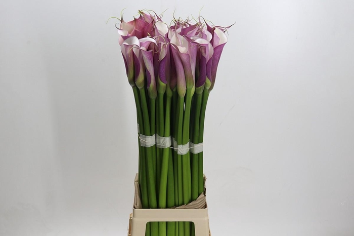 <h4>Zantedeschia Eydolls Purple White</h4>