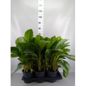 Aglaonema GB 'Silver Bay'