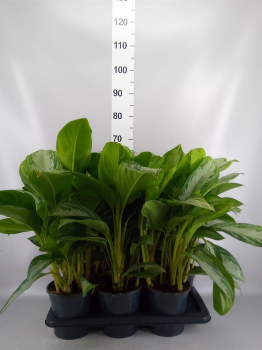 <h4>Aglaonema GB 'Silver Bay'</h4>