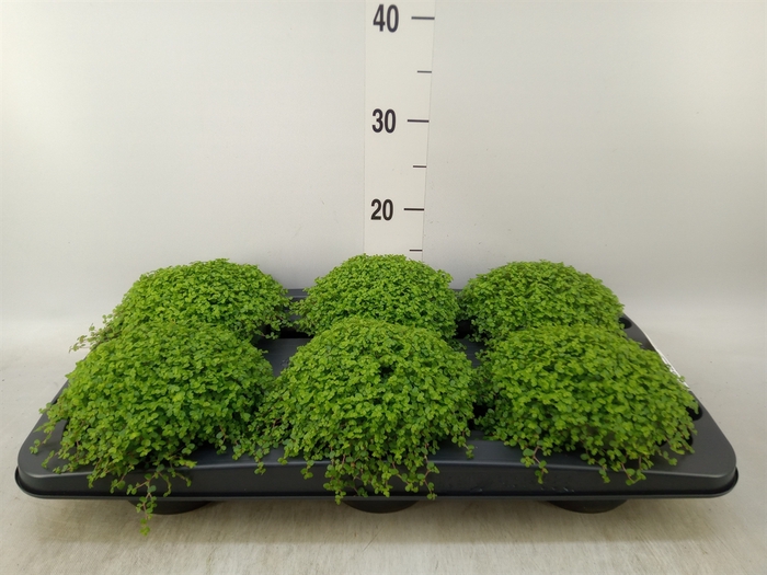 <h4>Soleirolia soleirolii   ...green</h4>