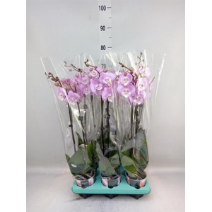 Phalaenopsis   ...