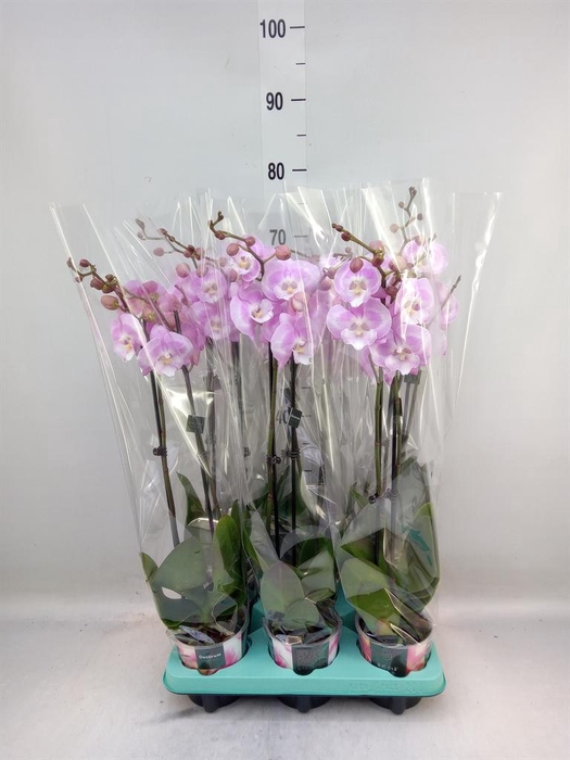 <h4>Phalaenopsis   ...</h4>