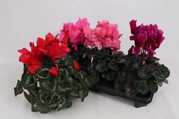 <h4>CYCL GR SUP MAMMOTH</h4>