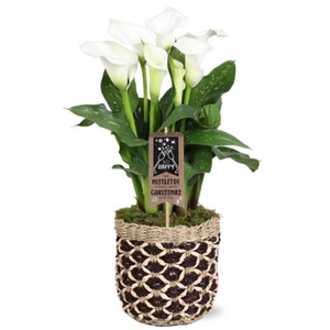 Zantedeschia Fresco Calla wit in Genève mand + Kerstdeco
