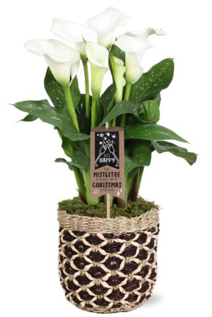 <h4>Zantedeschia Fresco Calla wit in Genève mand + Kerstdeco</h4>