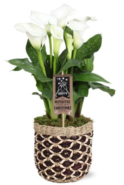 <h4>Zantedeschia Fresco Calla wit in Genève mand + Kerstdeco</h4>