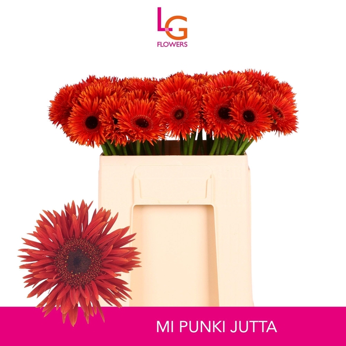 <h4>GE MS PUNKI JUTTA</h4>