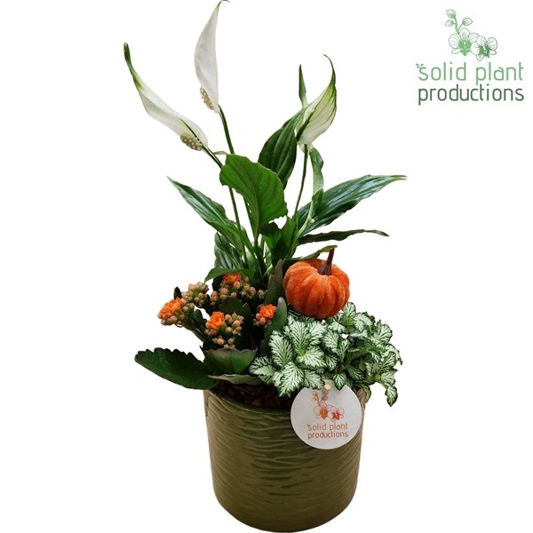 <h4>SP001 Amy Green Orange</h4>