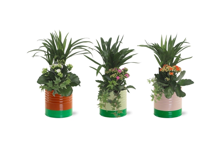 <h4>Collectie "Natural Bubble" Arrangement in Zink Nola</h4>