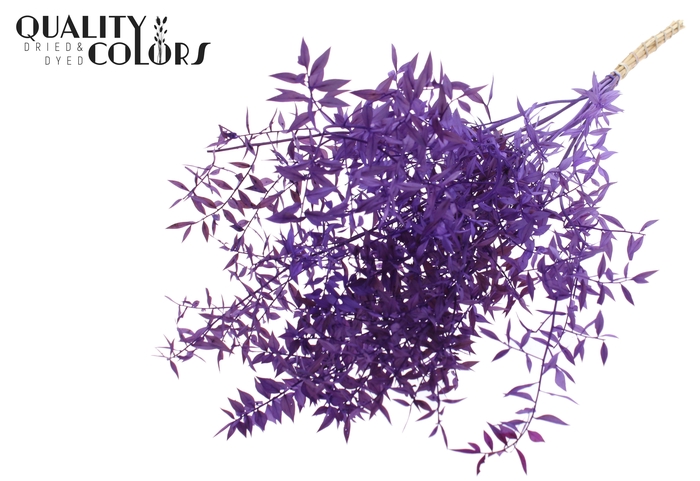 <h4>Ruscus 70cm 5 pc/bunch Purple (2x5 bunch/poly)</h4>