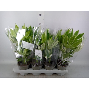 Fatsia japonica 'Variegata'