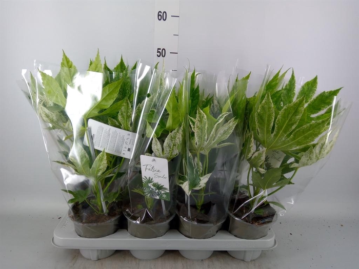 <h4>Fatsia japonica 'Variegata'</h4>