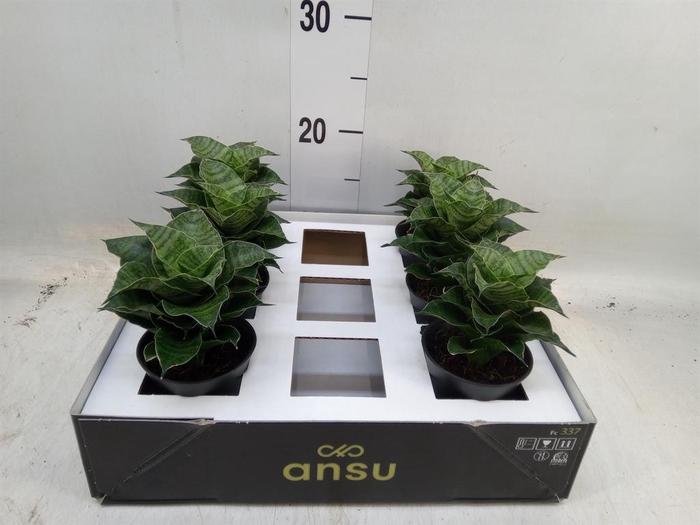 <h4>Sansevieria   ...</h4>