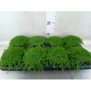 Soleirolia soleirolii   ...green