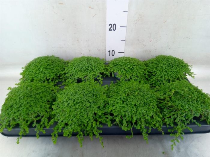 <h4>Soleirolia soleirolii ...green</h4>
