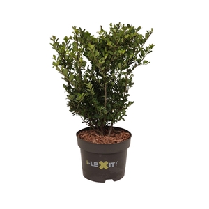 Ilex crenata Dark Green, P17, Struik 20-30cm