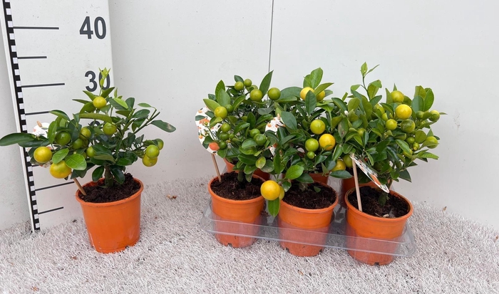 <h4>Citrus Calamondin mini-stem (s2)</h4>