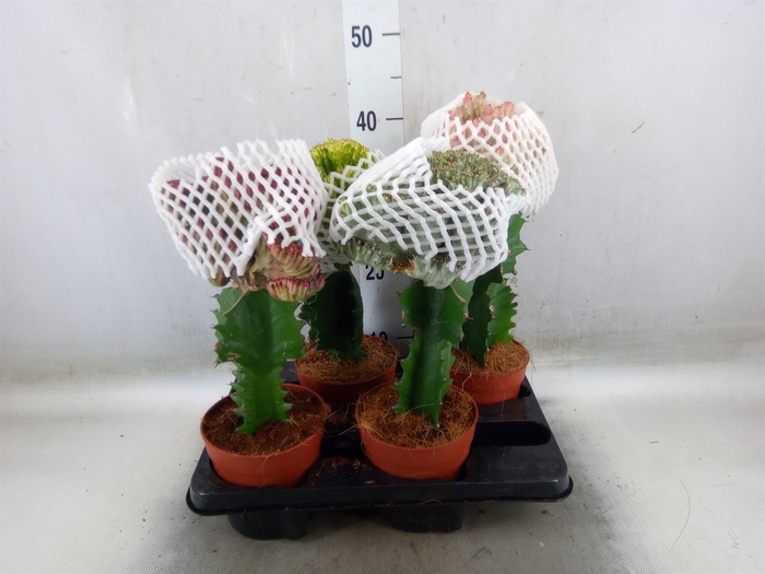 <h4>Euphorbia lactea 'Cristata'</h4>