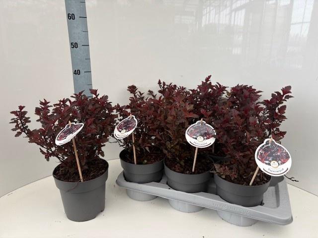 <h4>PHYSOC OPULIFOLIUS</h4>