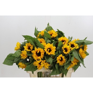 Helianthus Orange Fire