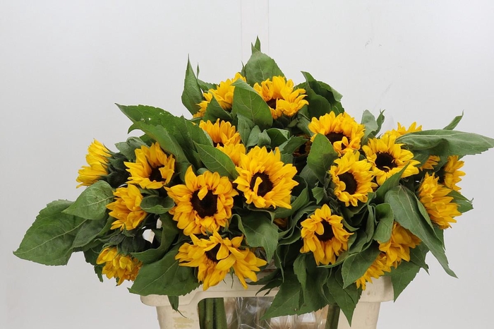 <h4>Helianthus Orange Fire</h4>