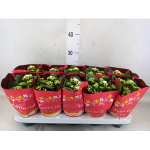 Kalanchoe blos. 'Menzel'