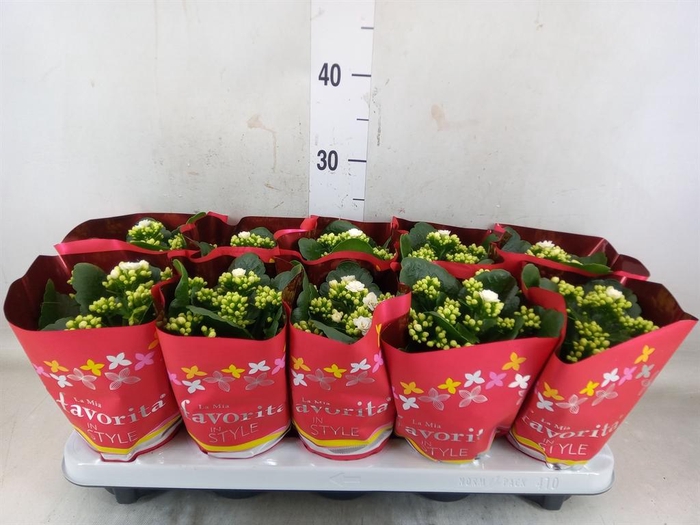 <h4>Kalanchoe blos. 'Menzel'</h4>