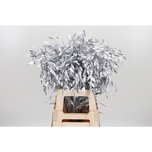 Chasmantium Kl Bh Zilver