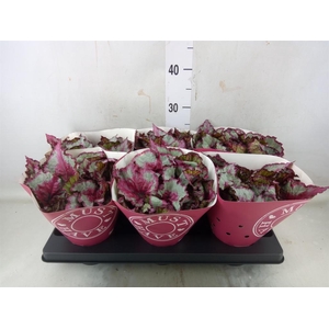 Begonia BD 'Caribbean Night'